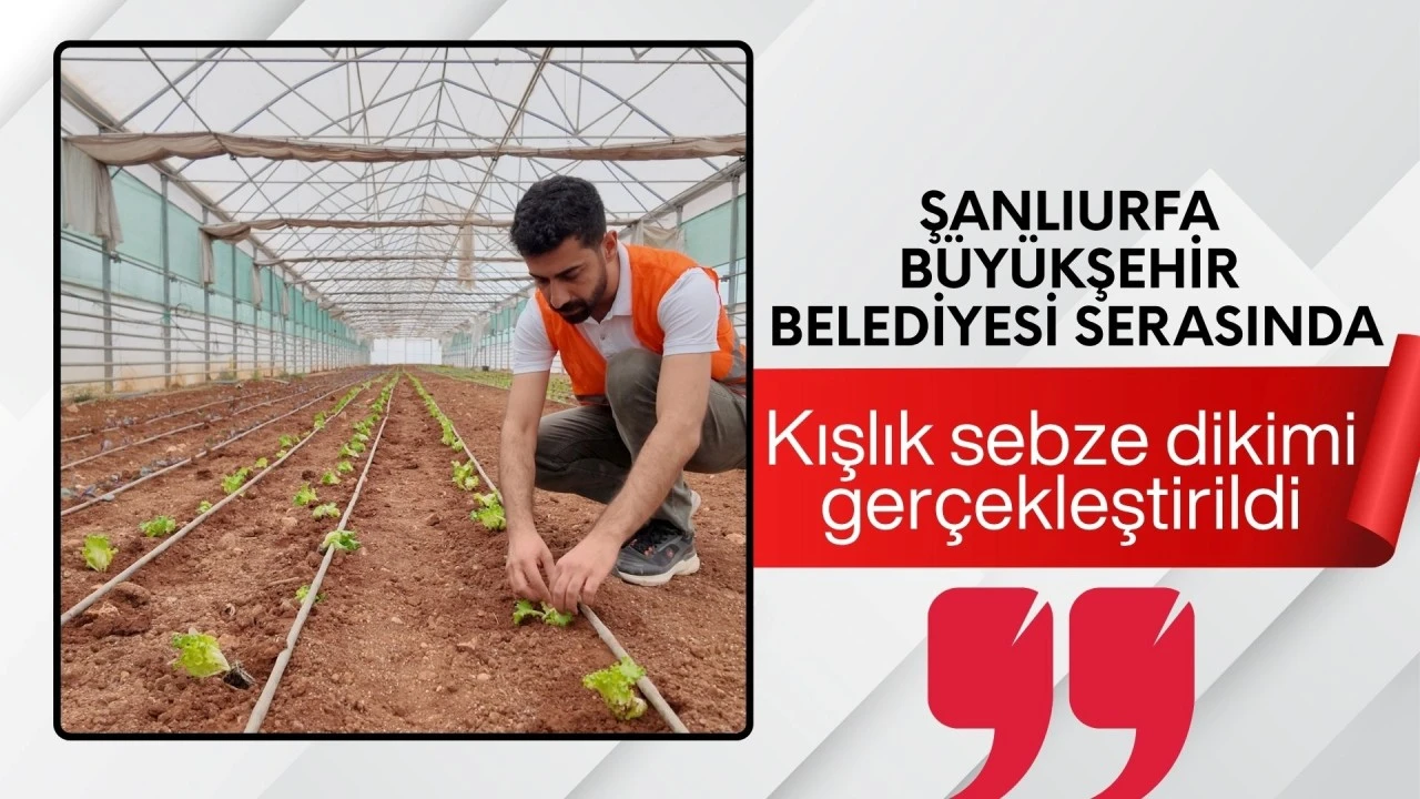  ŞANLIURFA BÜYÜKŞEHİR, SERASINDA KIŞLIK SEBZE DİKİMİ GERÇEKLEŞTİRİLDİ