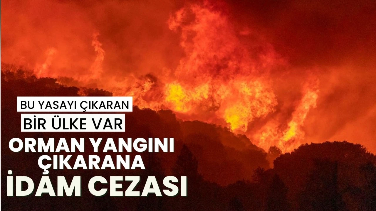 Cezayir'de orman yangınlarını çıkaranlara idam cezası geliyor