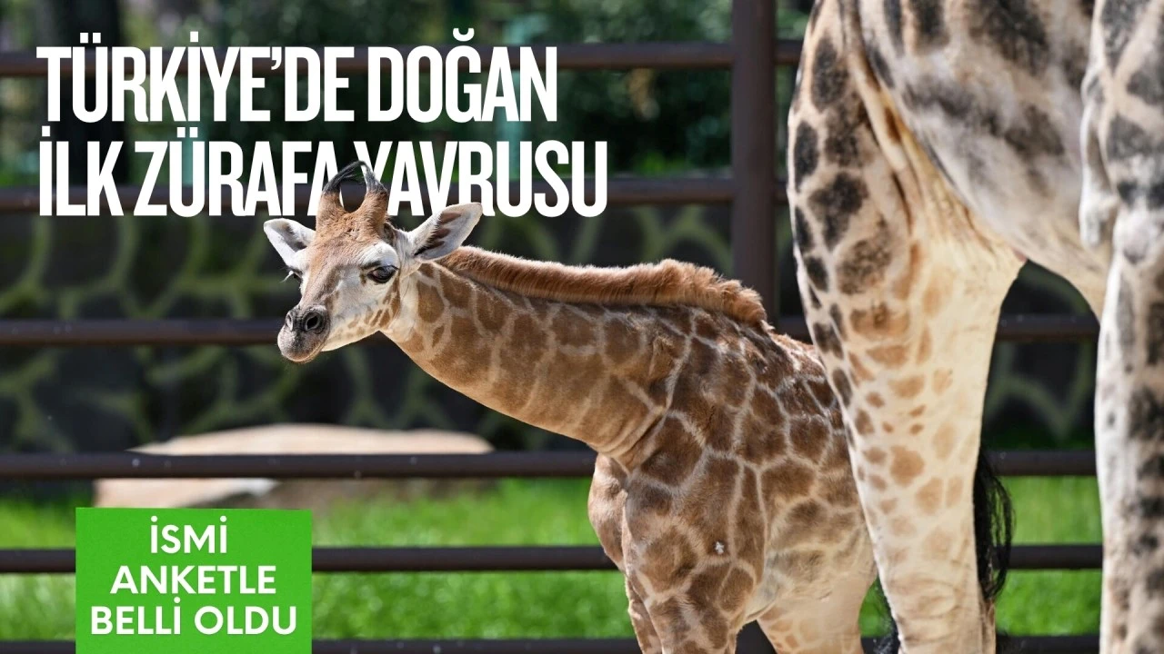 Gaziantep'te doğan ilk z&uuml;rafanın ismi belli oldu: O isim bakın ne oluyor... 1,5 saat sonra doğdu!