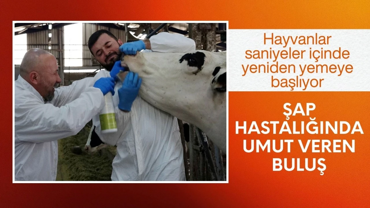 Hayvanlar saniyeler i&ccedil;inde yeniden yemeye başlıyor! Şap hastalığında umut veren buluş