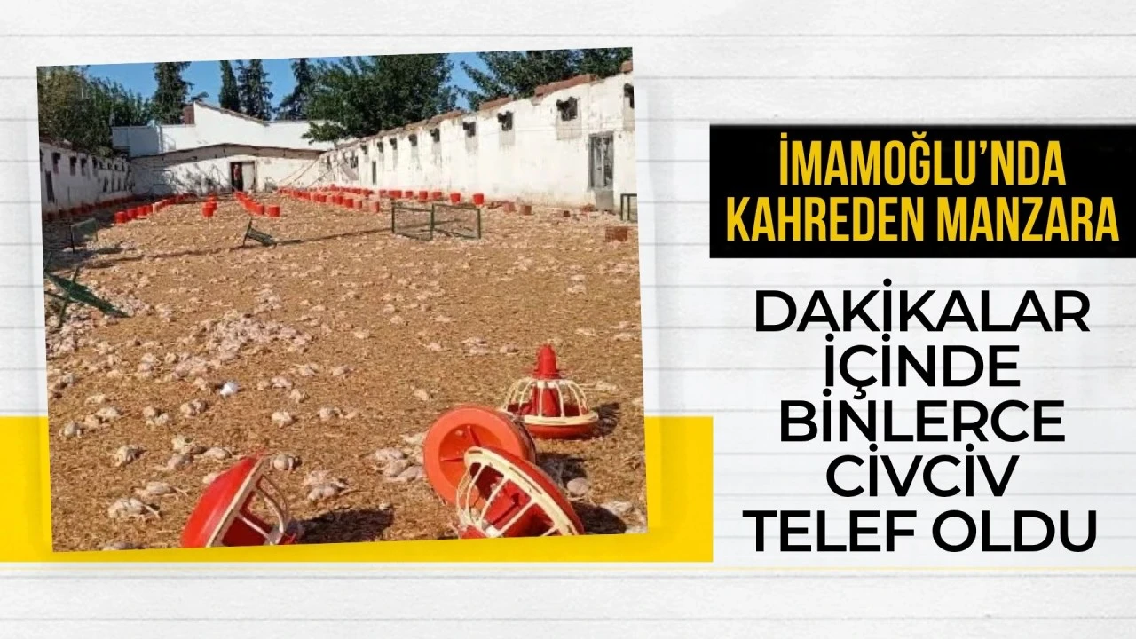 İmamoğlu’nda kahreden manzara! Dakikalar içinde binlerce civciv telef oldu