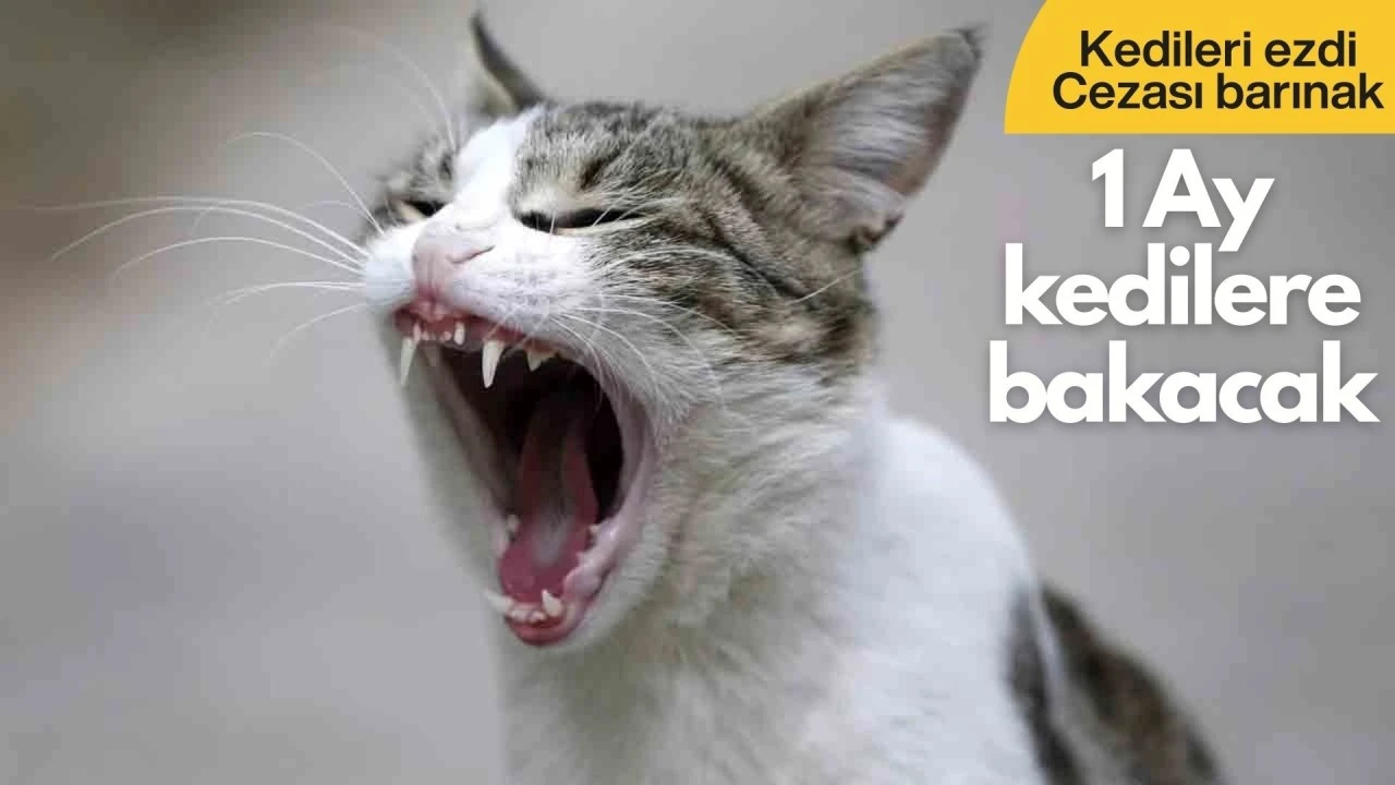 Kedileri ezdi, cezası barınak: 1 ay hayvanlarla &ccedil;alışacak