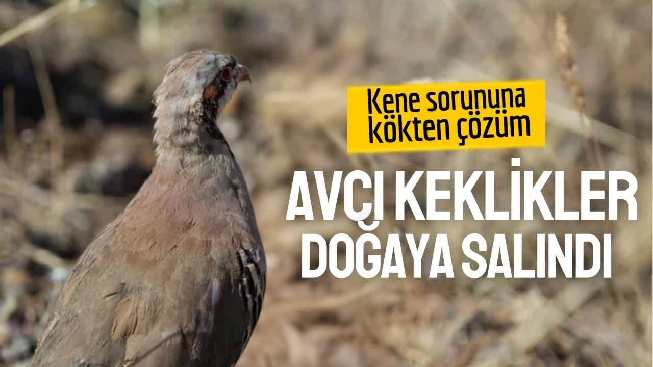 Kene sorununa kökten çözüm! Avcı keklikler doğaya salındı
