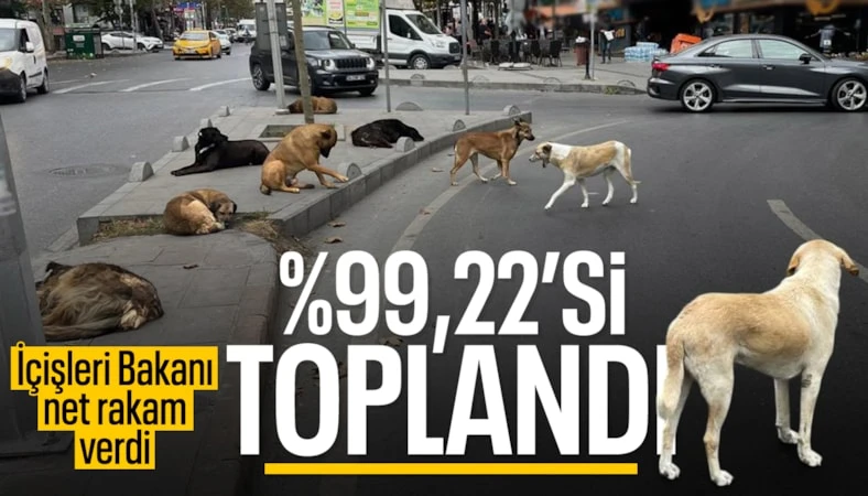 Mustafa &Ccedil;ift&ccedil;i: 1,5 ay sonra başıboş k&ouml;pek sorunu kalmayacak