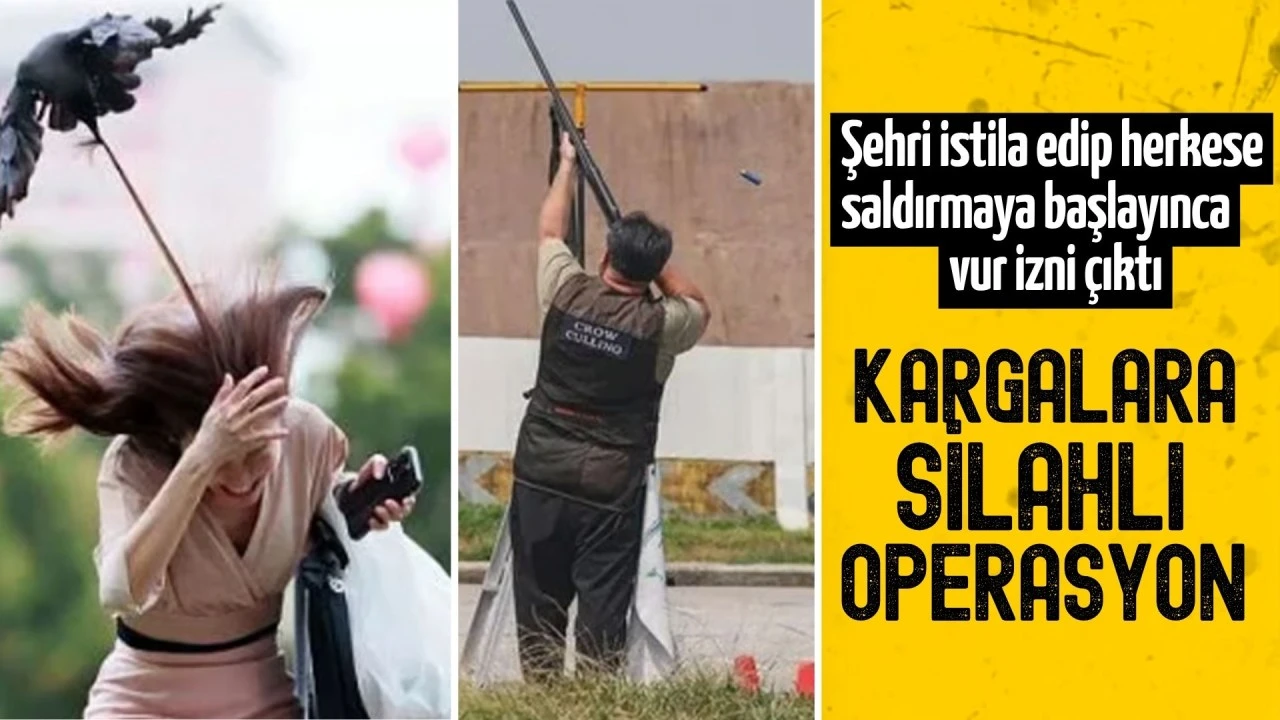 Şehri istila edip herkese saldırmaya başlayınca vur izni çıktı! Kargalara silahlı operasyon...