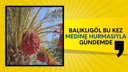 Balıklıgöl Bu Kez Medine Hurmasıyla Gündemde
