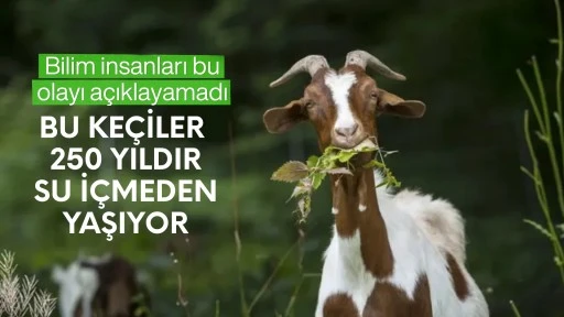 Bilim insanları bu olayı a&ccedil;ıklayamadı! Bu ke&ccedil;iler 250 yıldır su i&ccedil;meden yaşıyor