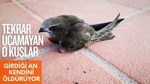 Girdiği an çok kolay kendini öldürüyor: Bu kuş özgürlüğüne öyle düşkün ki! İşte merak edilenler