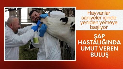 Hayvanlar saniyeler i&ccedil;inde yeniden yemeye başlıyor! Şap hastalığında umut veren buluş