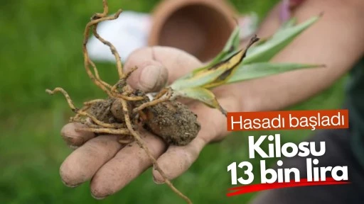 Kastamonu&rsquo;da salep hasadı: Kilosu 13 bin lirayı buluyor