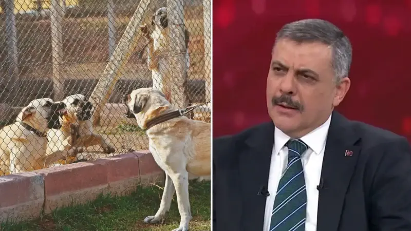 Mustafa Çiftçi: 1,5 ay sonra başıboş köpek sorunu kalmayacak