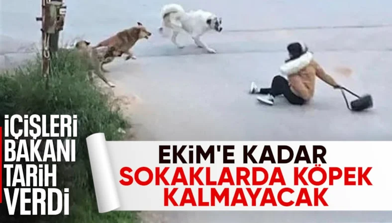 Mustafa Çiftçi açıkladı: Ekim'e kadar sokaklarda sahipsiz hayvan kalmayacak