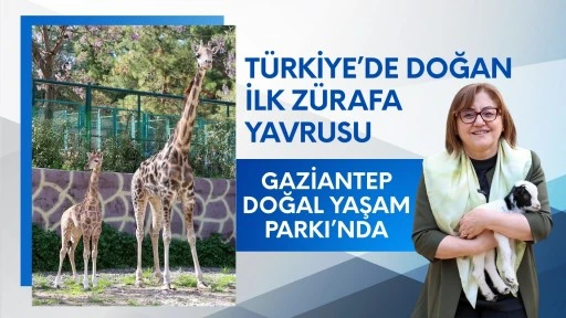 Türkiye'de doğan ilk zürafa! Ziyaretçilerin karşısına çıktı, ismi anketle belirlenecek